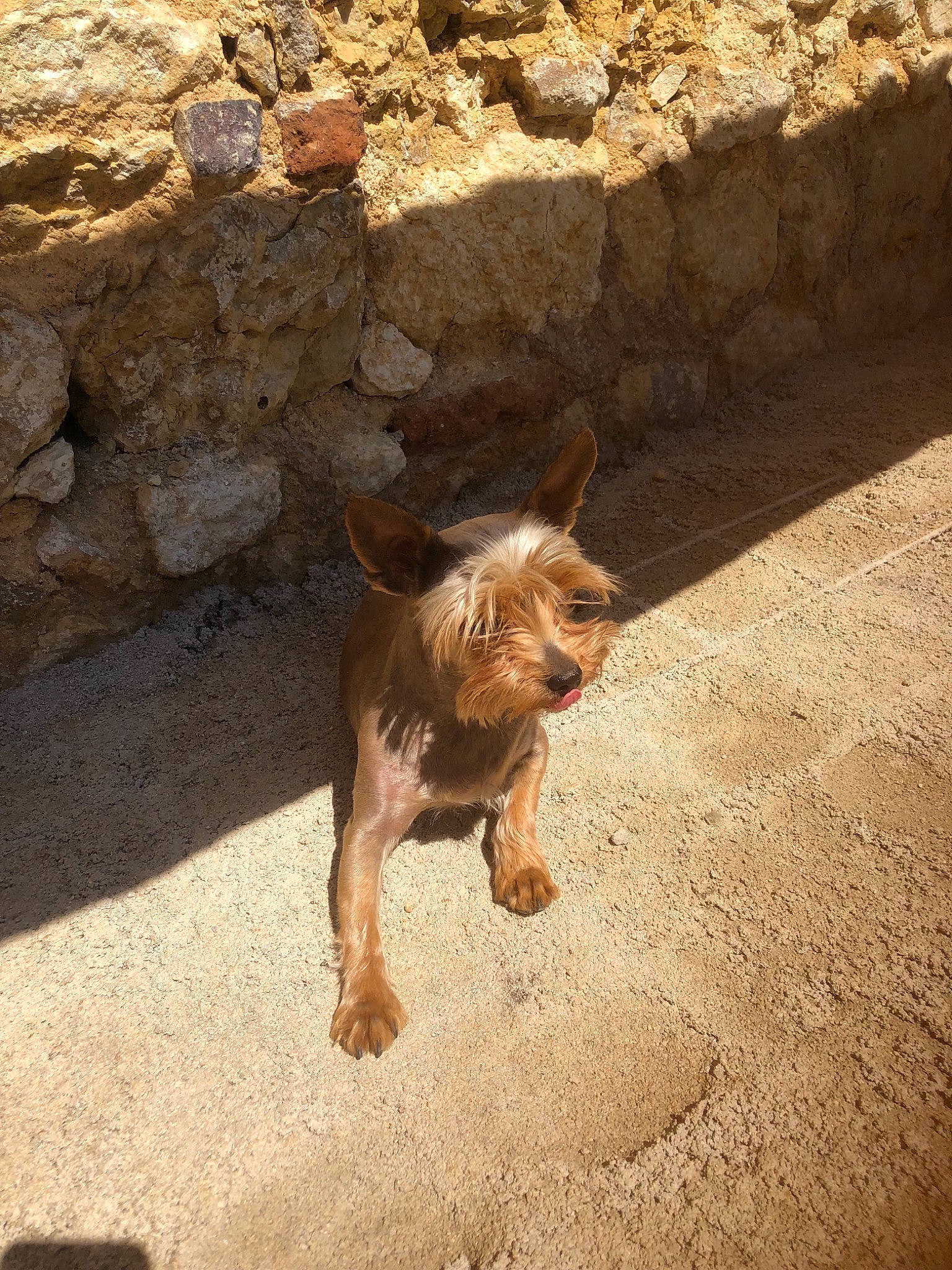Miss York participe au concours pour gagner de l'argent avec cette photo : bedrock, blond, carnivore, companion_dog, dog, dog_breed, fawn, landscape, liver, road_surface, rock, shadow, small_terrier, soil, tail, terrestrial_animal, terrier, tints_and_shades, toy_dog, wood