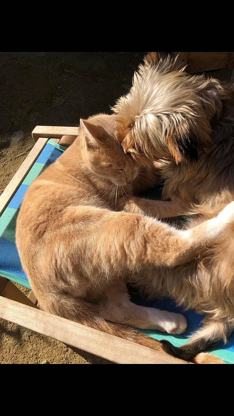 Apollon a rejoint le concours — aidez-le/la à gagner de superbes lots ! canidae, carnivore, cat, claw, comfort, companion_dog, dog_breed, fawn, felidae, fur, mammal, nap, paw, small_to_medium_sized_cats, snout, sporting_group, tail, terrestrial_animal, whiskers, wood