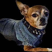 Rico Swavay joined the competition — help win amazing prizes! accessory, big_ears, brown_fur, camera_flash, chihuahua, close_up, collar, cutout_background, dark_background, denim_jacket, dog, grainy, looking_at_camera, noisy, pet, portrait, short_hair, small_dog, spiked_collar, studio_style
