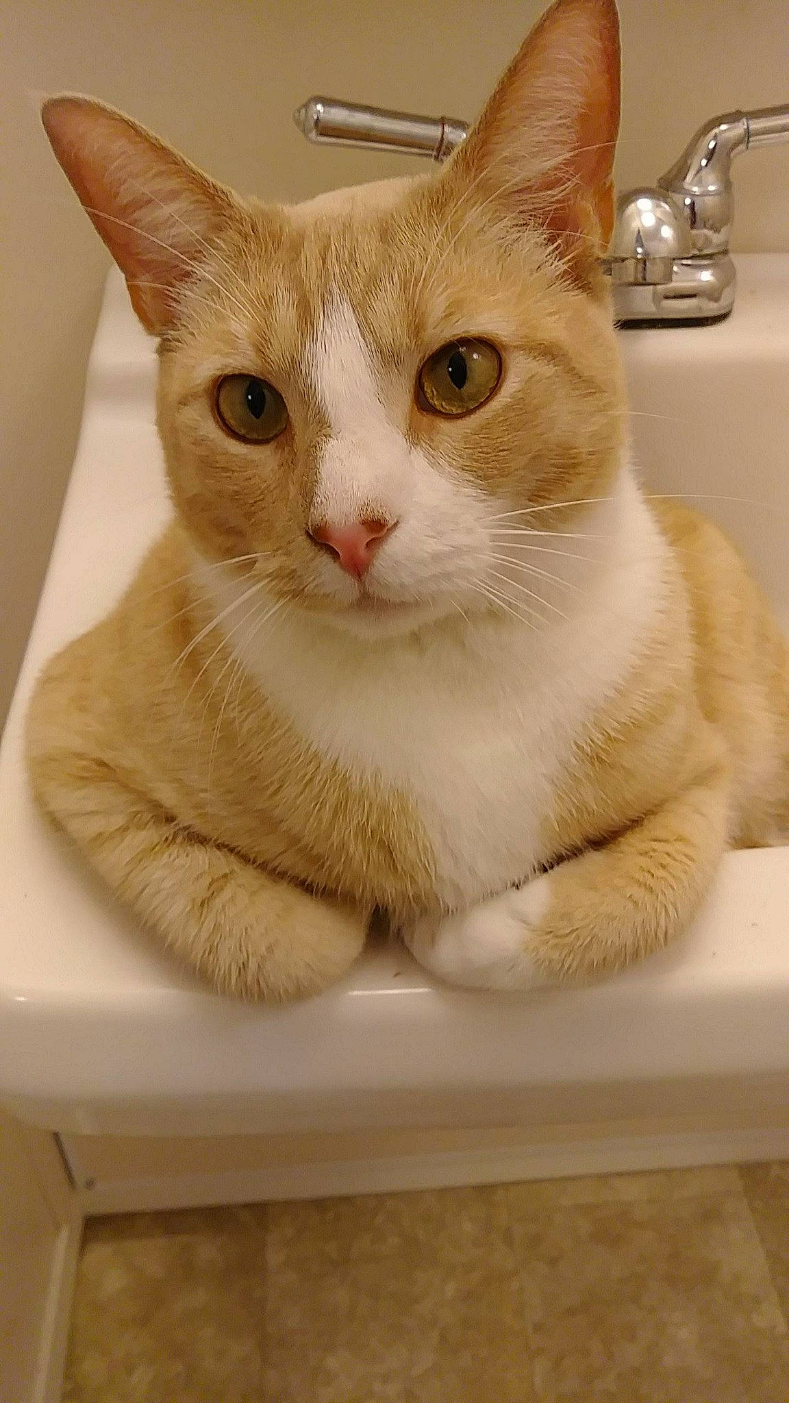 Orangie is registered to the contest to win money with this photo: aegean_cat, arabian_mau, asian, australian_mist, burmilla, carnivore, cat, domestic_short_haired_cat, european_shorthair, fawn, felidae, german_rex, mammal, ojos_azules, sink, small_to_medium_sized_cats, turkish_van, whiskers