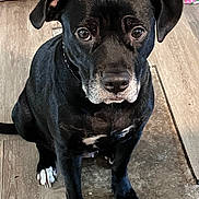 Charlie is registered to the contest to win money with this photo: dog, black_dog, pet, animal, indoor, floor, wooden_floor, sitting, looking_at_camera, white_paws, white_chest, ears, tail, closeup, companion, canine, domestic_animal, portrait, cute, friendly