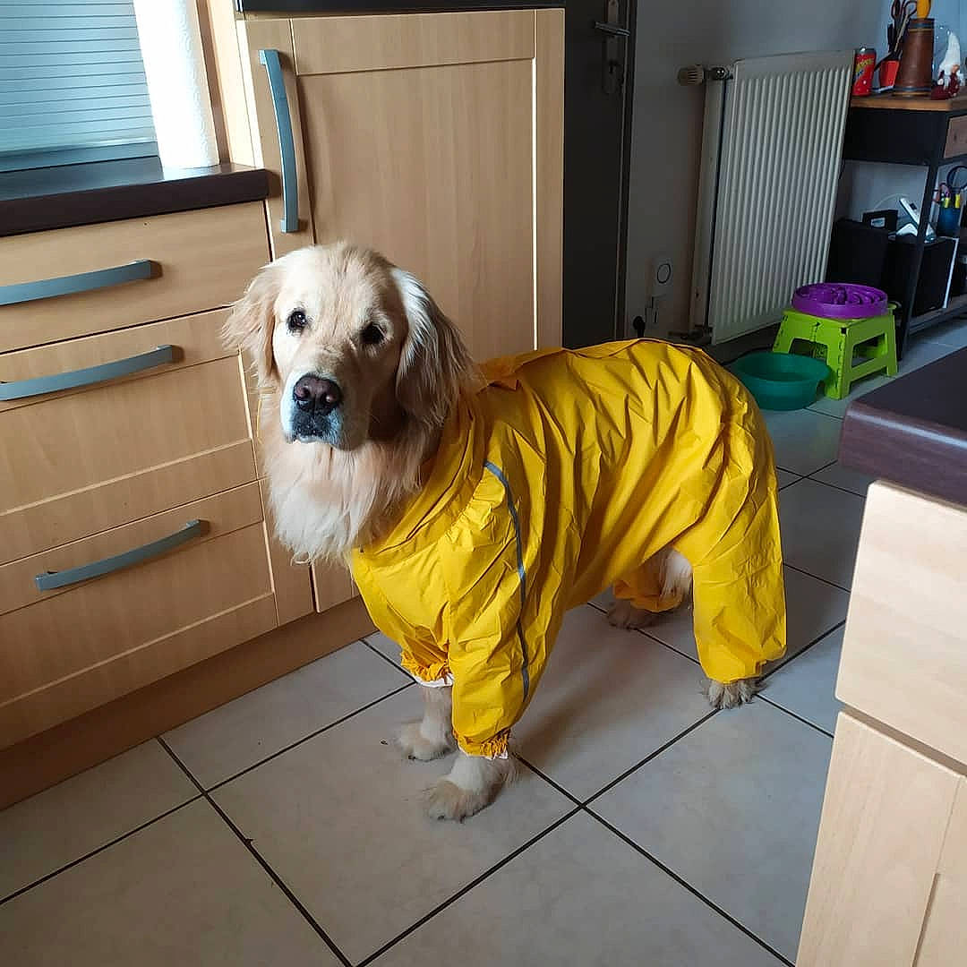 Lua a rejoint le concours — aidez-le/la à gagner de superbes lots ! canidae, carnivore, companion_dog, dog, dog_breed, dog_clothes, dog_supply, floor, flooring, fur, hardwood, snout, sporting_group, tail, television, terrier, toy_dog, window_blind, wood, working_animal