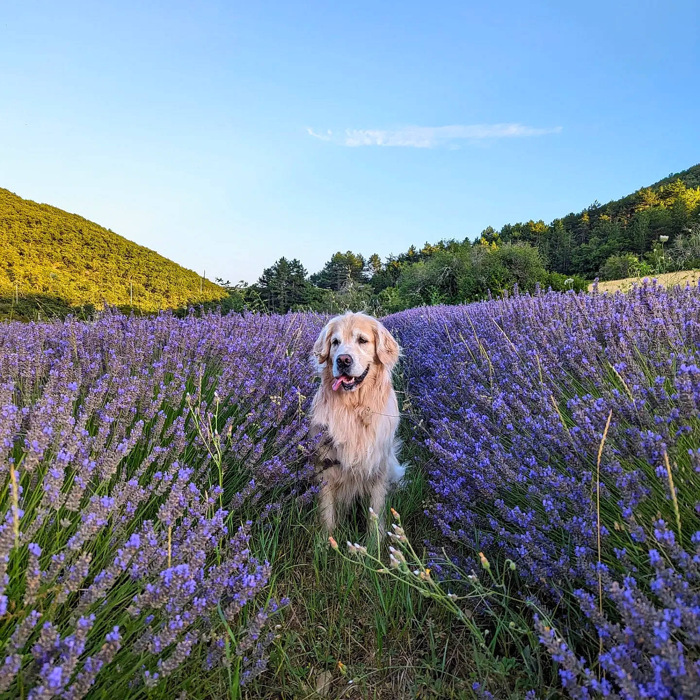 Lua a rejoint le concours — aidez-le/la à gagner de superbes lots ! agriculture, carnivore, cloud, companion_dog, dog, dog_breed, fawn, flower, flowering_plant, grass, grass_family, grassland, landscape, meadow, natural_landscape, people_in_nature, plant, sky, summer, tree