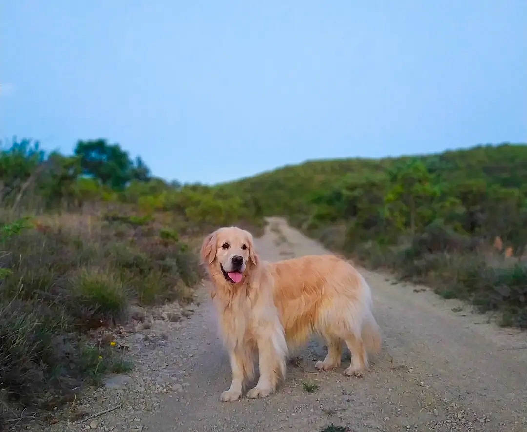 Lua participe au concours pour gagner de l'argent avec cette photo : canidae, carnivore, companion_dog, dog, dog_breed, fawn, golden_retriever, grass, gun_dog, landscape, natural_landscape, plant, retriever, sky, soil, sporting_group, tree, working_dog