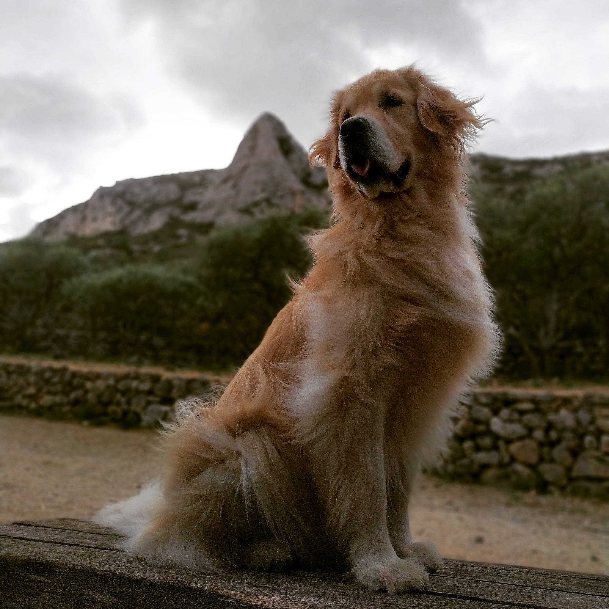 Lua a rejoint le concours — aidez-le/la à gagner de superbes lots ! ancient_dog_breeds, canidae, carnivore, cloud, companion_dog, dog, dog_breed, fawn, mountain, sky, snout, sporting_group, whiskers, working_dog