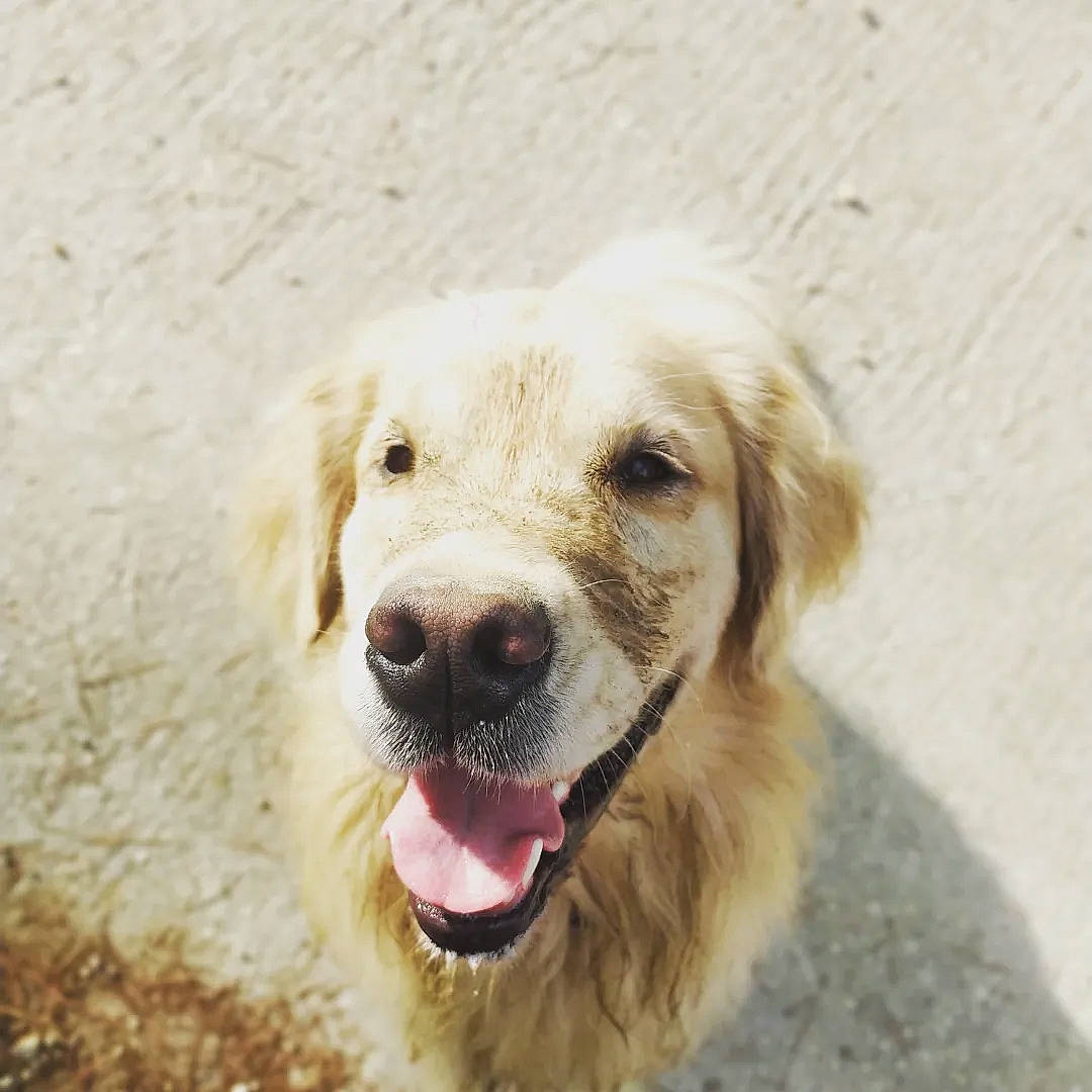 Lua a rejoint le concours — aidez-le/la à gagner de superbes lots ! canidae, carnivore, companion_dog, dog, dog_breed, fang, fawn, fur, golden_retriever, gun_dog, labrador_retriever, paw, retriever, shout, snout, sporting_group, terrestrial_animal, whiskers, working_dog