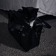 Choco joined the competition — help win amazing prizes! animal, bag, bedspread, black_and_white, carpet, cat, collar, cozy, curiosity, curious, dark, feline, floor, fur, home, indoor, peek, pet, shadow, whiskers