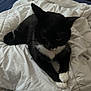 Choco joined the competition — help win amazing prizes! animal, bed, black_and_white_cat, blanket, cat, comfort, cozy, cute, domestic_animal, feline, fur, household, indoor, paws, pet, relaxed, resting, sleepy, soft, whiskers