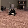 Choco is registered to the contest to win money with this photo: animal, black_and_white, carpet, cat, cat_tree, cat_tunnel, collar, cozy, cute, domestic, feline, floor, household, indoor, pet, pet_accessory, playful, relaxed, toy, tuxedo_cat