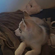 Sanka a rejoint le concours — aidez-le/la à gagner de superbes lots ! puppy, dog, husky, blanket, fur, pet, animal, indoor, resting, cozy, soft, sleepy, side_view, young, cute, warm, paw, ears, canine, domestic