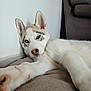 Sanka a rejoint le concours — aidez-le/la à gagner de superbes lots ! dog, husky, puppy, blue_eyes, fur, pet, indoor, couch, relaxed, resting, cute, animal, canine, white_fur, gray_fur, paw, nose, ear, face, lying_down