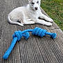 puppy, dog, blue_eyes, white_fur, gray_fur, rope_toy, wooden_deck, grass, outdoor, pet, animal, lying_down, curious, young_dog, playful, fur, ears, nose, tail, natural_light
