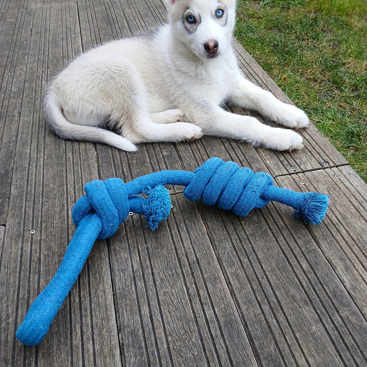 Sanka a rejoint le concours — aidez-le/la à gagner de superbes lots ! animal, blue_eyes, curious, dog, ears, fur, grass, gray_fur, lying_down, natural_light, nose, outdoor, pet, playful, puppy, rope_toy, tail, white_fur, wooden_deck, young_dog