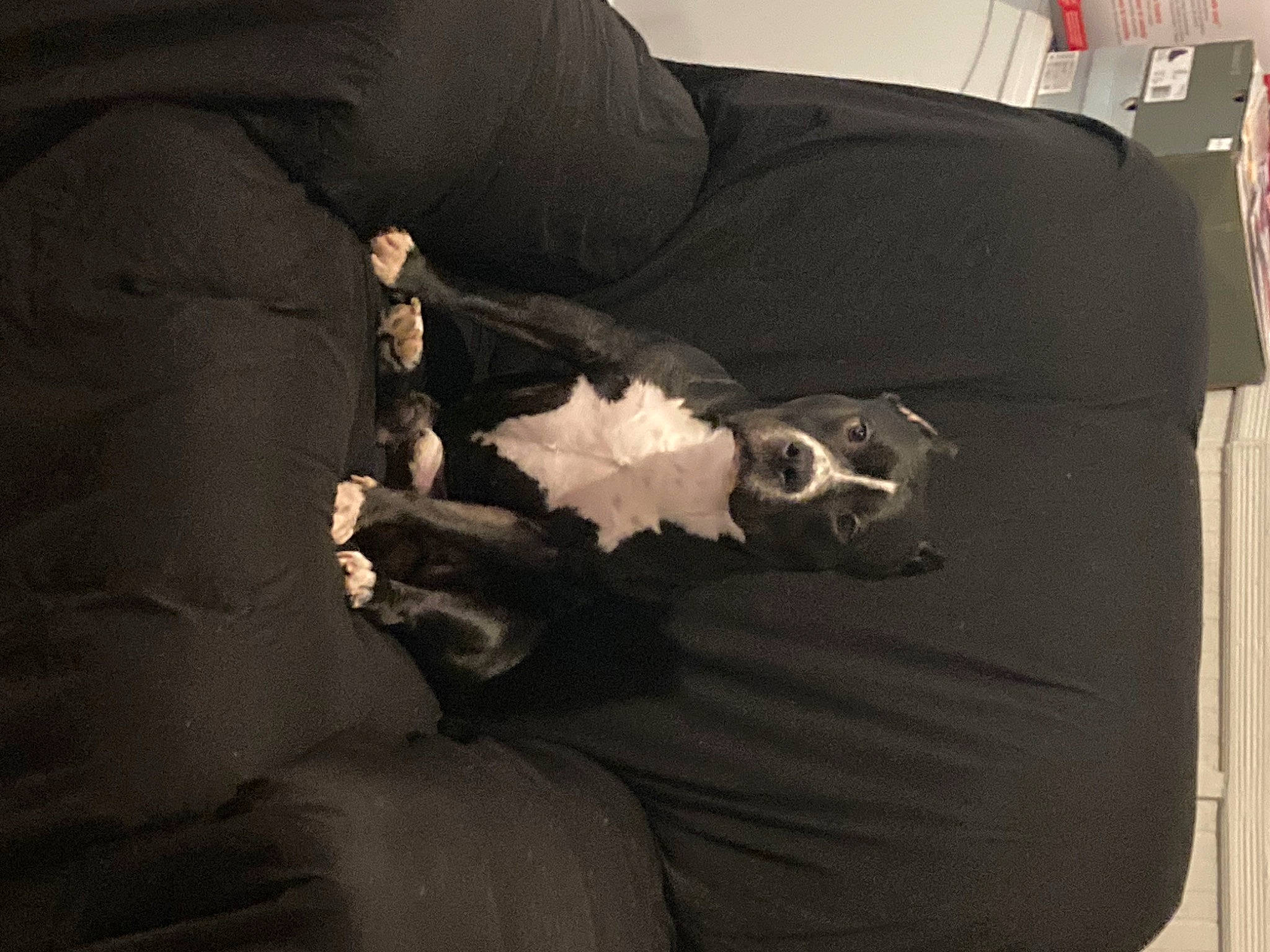 Sling Shot is registered to the contest to win money with this photo: audio_equipment, auto_part, bag, bedding, comfort, companion_dog, couch, felidae, flooring, fur, human_leg, linens, luggage_and_bags, pillow, room, sitting, sporting_group, throw_pillow, tints_and_shades, wood