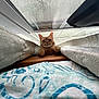 cat, orange_tabby, curtains, window, window_sill, mesh_screen, paws, indoor, pet, feline, curious, resting, wood, blanket, pattern, blue, white, fabric, close_up, natural_light