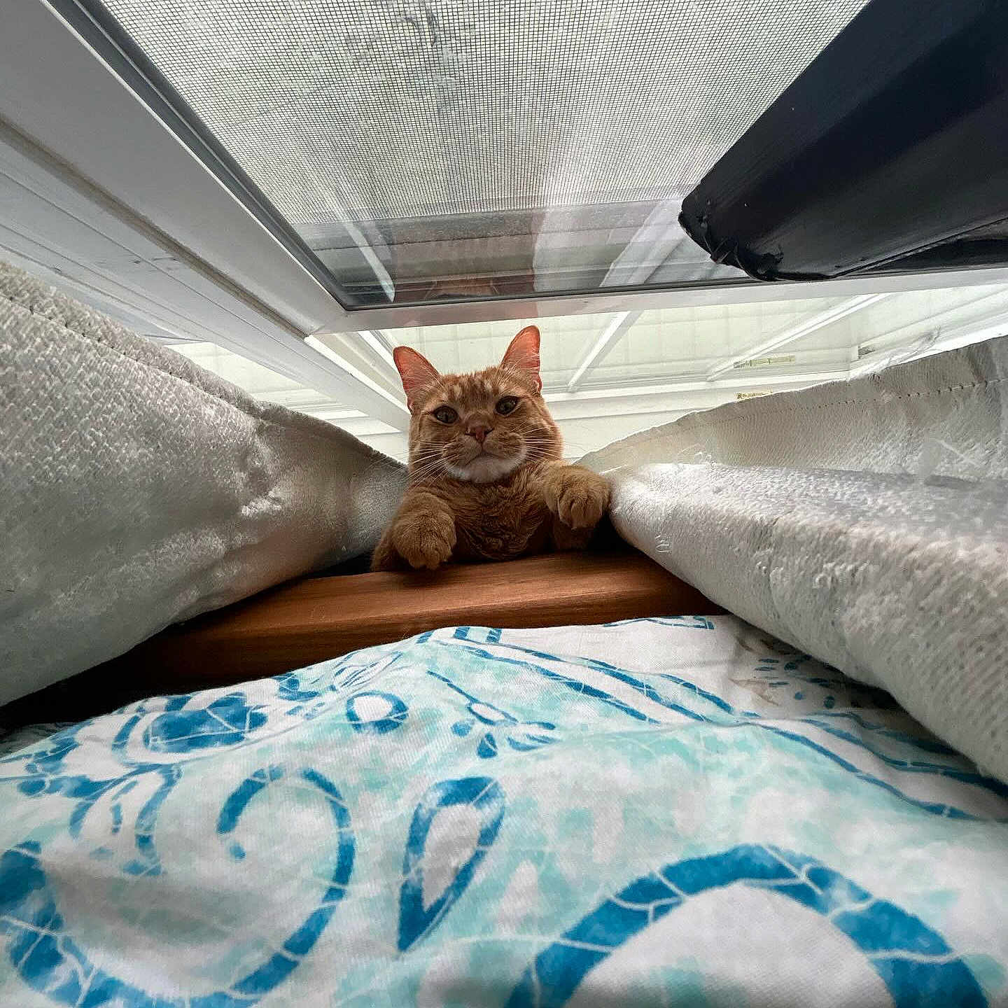 Dorito