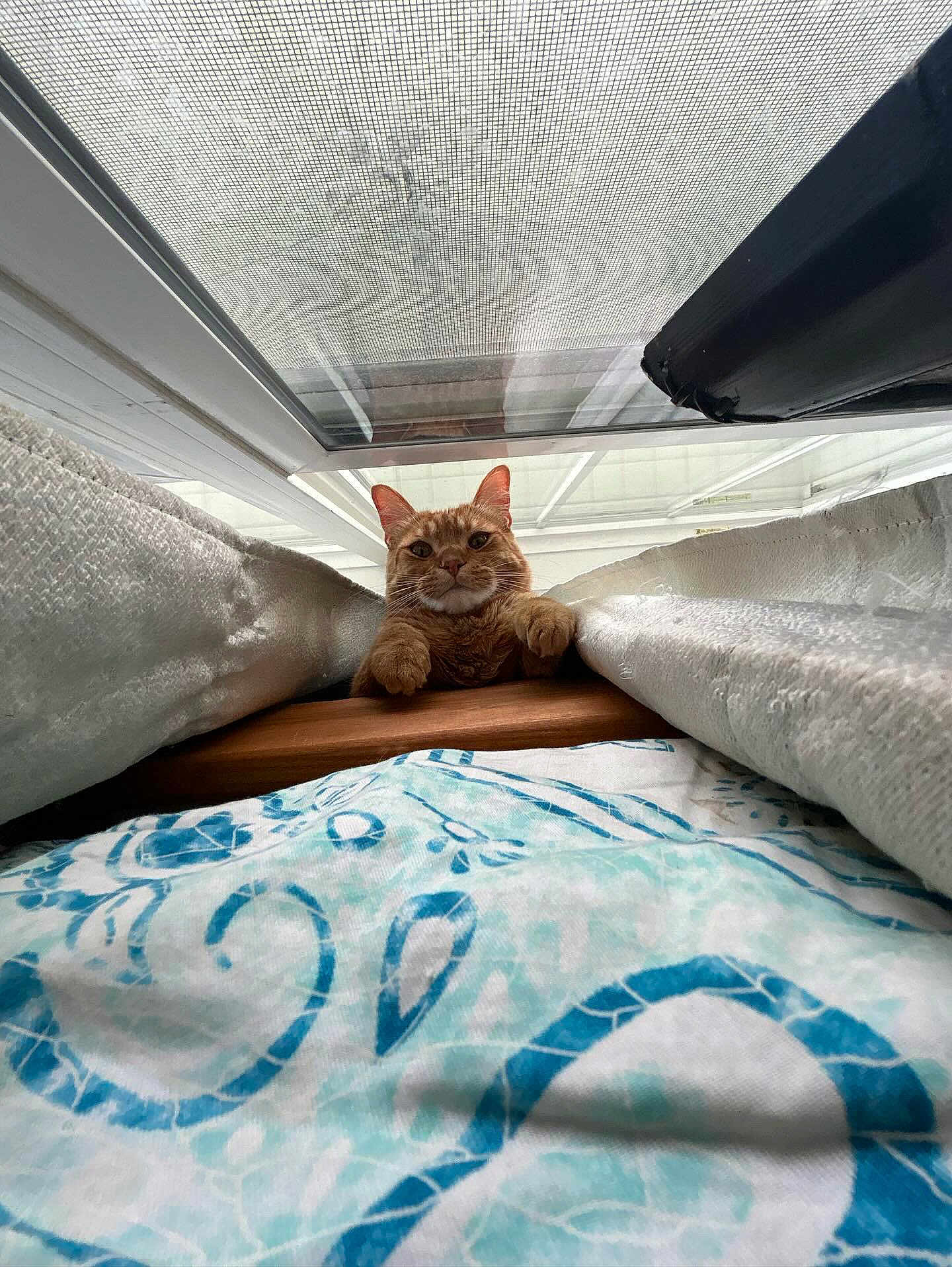 Dorito