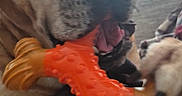 Brutus is registered to the contest to win money with this photo: dog, pet, toy, chewing, paws, close_up, indoor, window, furniture, canine, animal, play, orange, texture, snout, claws, relaxed, home, cute, muzzle