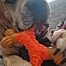 dog, pet, toy, chewing, paws, close_up, indoor, window, furniture, canine, animal, play, orange, texture, snout, claws, relaxed, home, cute, muzzle