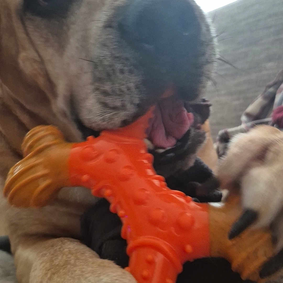 Brutus