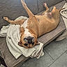 Brutus is registered to the contest to win money with this photo: dog, brown_dog, couch, blanket, indoor, relaxed, pet, canine, upside_down, floor, tile_floor, resting, sleeping, cozy, fur, paw, head, snout, ears, domestic_animal