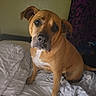 Brutus is registered to the contest to win money with this photo: dog, pet, brown_dog, bed, blanket, indoor, curious, head_tilt, canine, fur, ears, snout, animal, looking, seated, domestic_animal, mammal, cute, companion, room