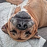 dog, sleeping, upside_down, blanket, nose, pet, cozy, relaxed, fur, close_up, cute, canine, indoor, resting, brown_fur, whiskers, snout, comfortable, animal, companion