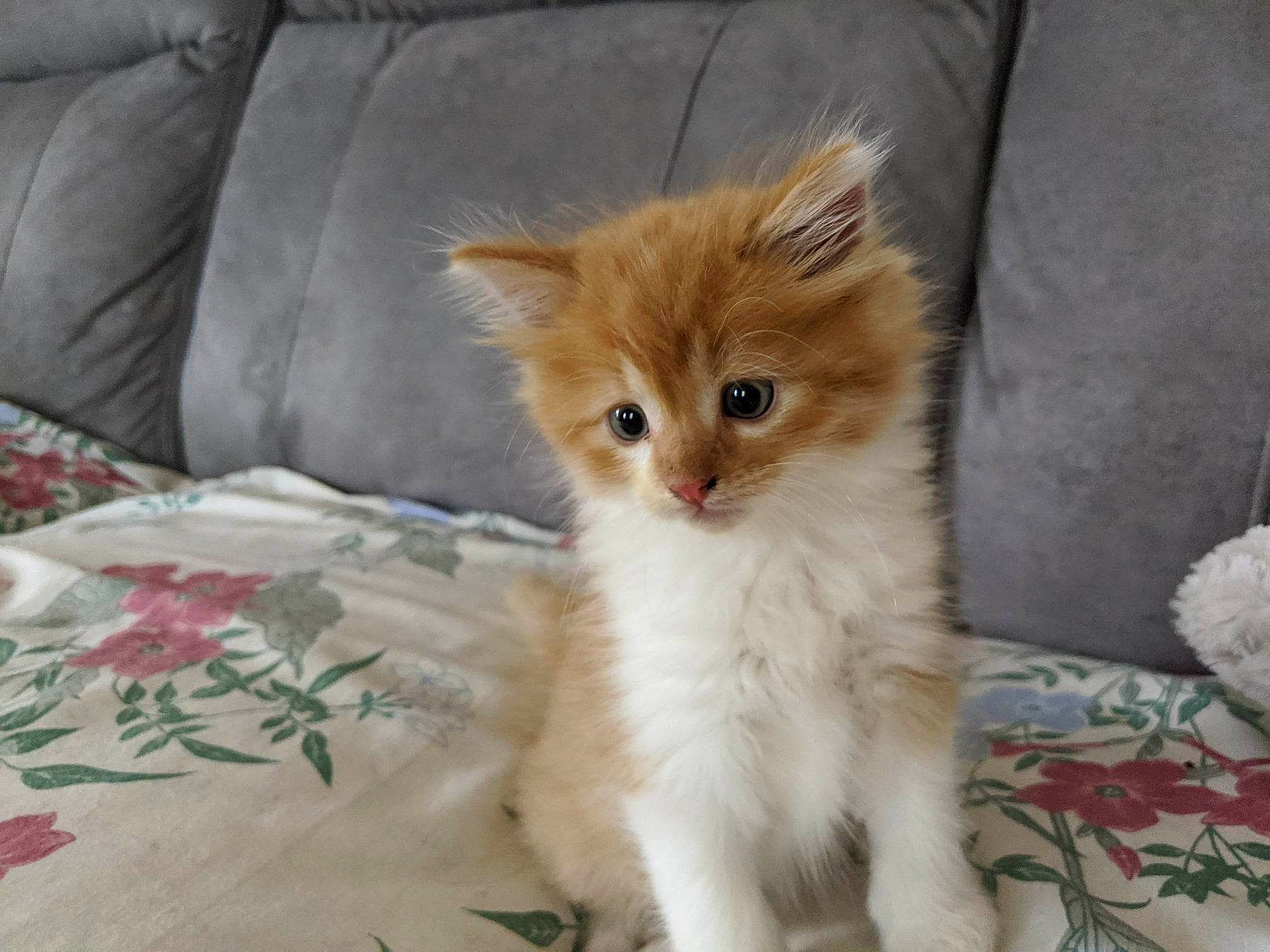 Alexander is registered to the contest to win money with this photo: carnivore, cat, claw, domestic_short_haired_cat, fawn, felidae, flooring, fur, linens, paw, small_to_medium_sized_cats, snout, tail, whiskers