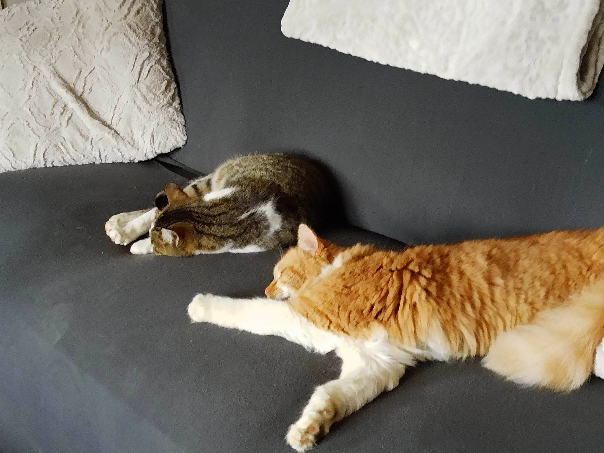 Alexander joined the competition — help win amazing prizes! canidae, carnivore, cat, claw, comfort, couch, domestic_short_haired_cat, fawn, felidae, flooring, fur, mammal, paw, room, small_to_medium_sized_cats, snout, tail, vertebrate, whiskers, wood