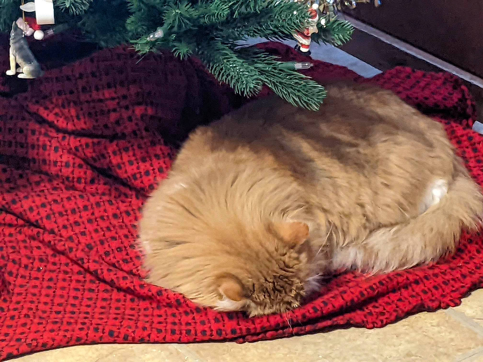 Alexander joined the competition — help win amazing prizes! canidae, carnivore, cat, christmas, christmas_tree, comfort, companion_dog, dog_breed, event, fawn, felidae, fur, holiday, nap, paw, small_to_medium_sized_cats, snout, sporting_group, tail, whiskers