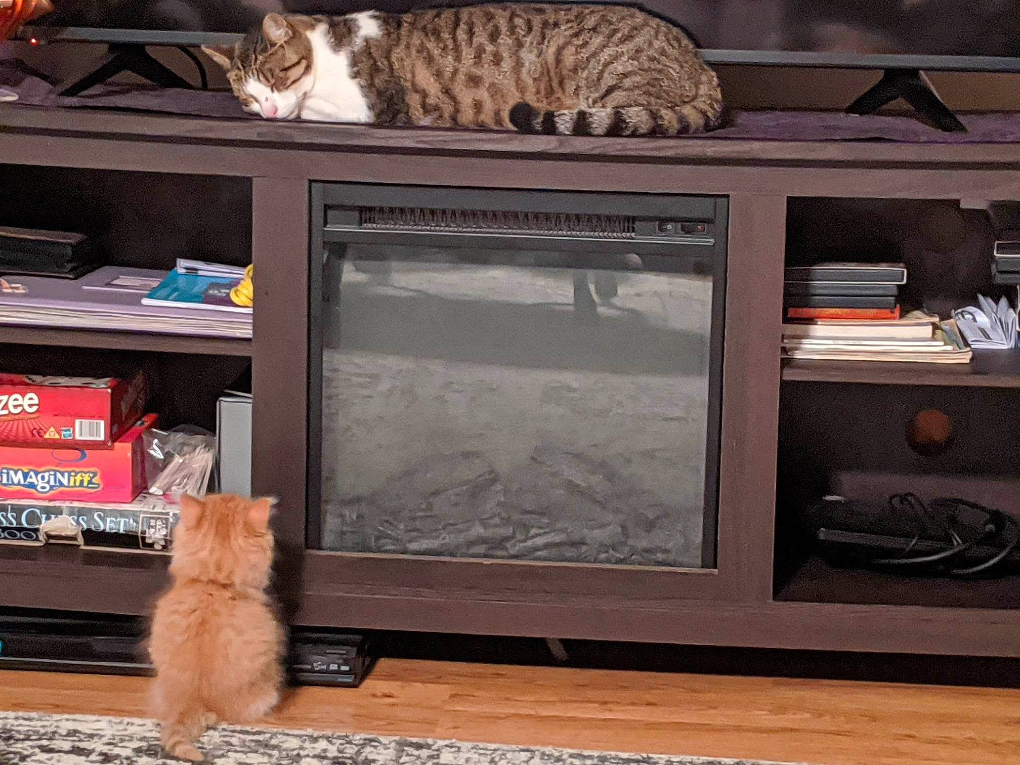 Alexander joined the competition — help win amazing prizes! brown, carnivore, cat, collection, display_case, display_device, felidae, flooring, fur, hardwood, home_appliance, output_device, room, shelf, shelving, small_to_medium_sized_cats, tail, television_set, whiskers, wood