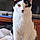 Acey