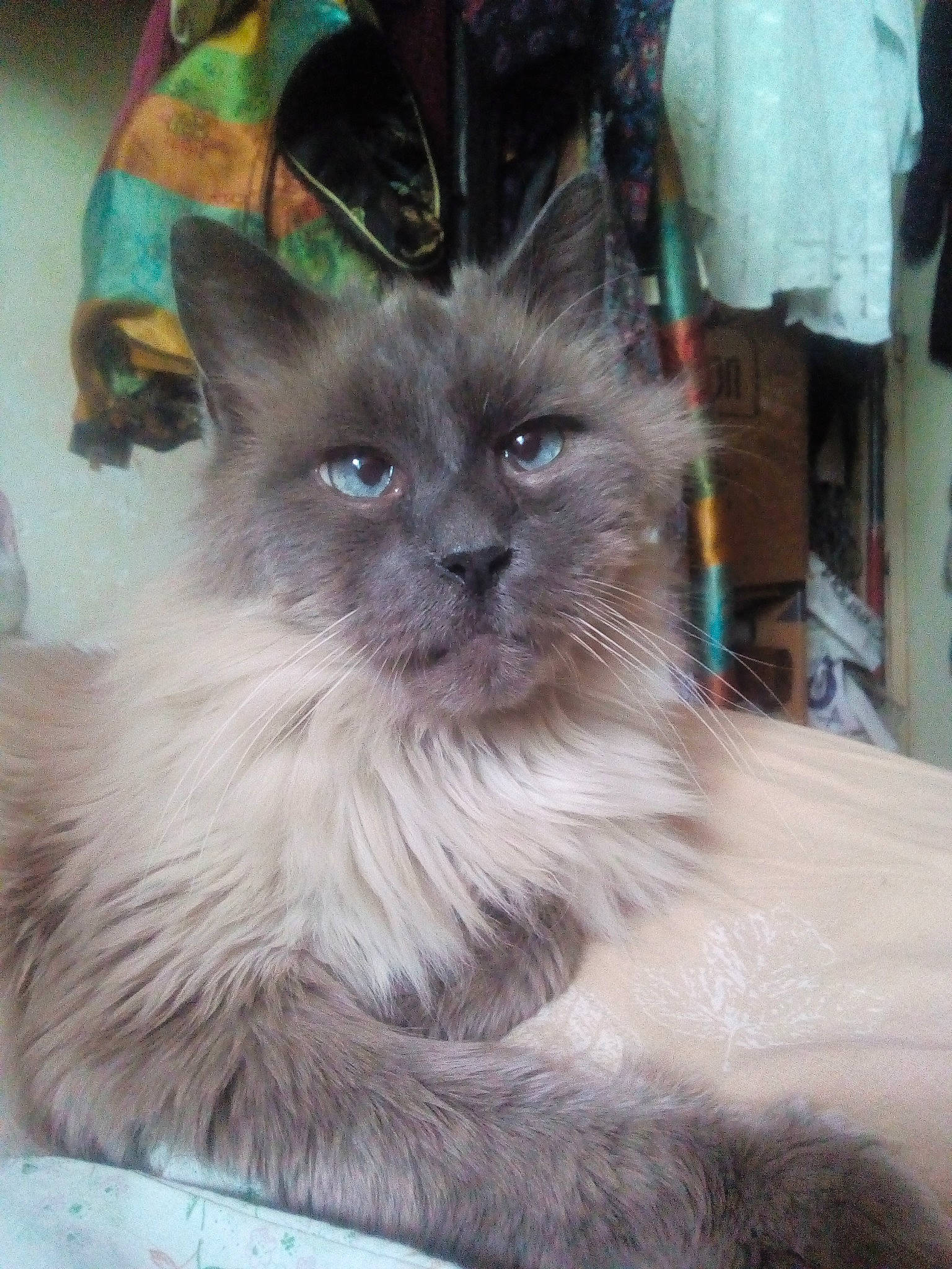 Saphir participe au concours pour gagner de l'argent avec cette photo : asian, asian_semi_longhair, balinese, birman, carnivore, cat, domestic_long_haired_cat, eye, felidae, himalayan, javanese, kitten, mammal, ragdoll, siamese, small_to_medium_sized_cats, thai, tonkinese, vertebrate, whiskers