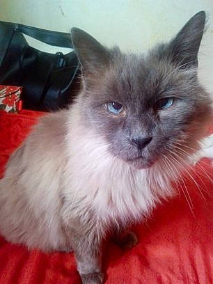 Saphir participe au concours pour gagner de l'argent avec cette photo : asian_semi_longhair, balinese, birman, carnivore, cat, cymric, domestic_long_haired_cat, felidae, himalayan, kitten, mammal, norwegian_forest_cat, ragdoll, siamese, small_to_medium_sized_cats, thai, tonkinese, turkish_angora, vertebrate, whiskers