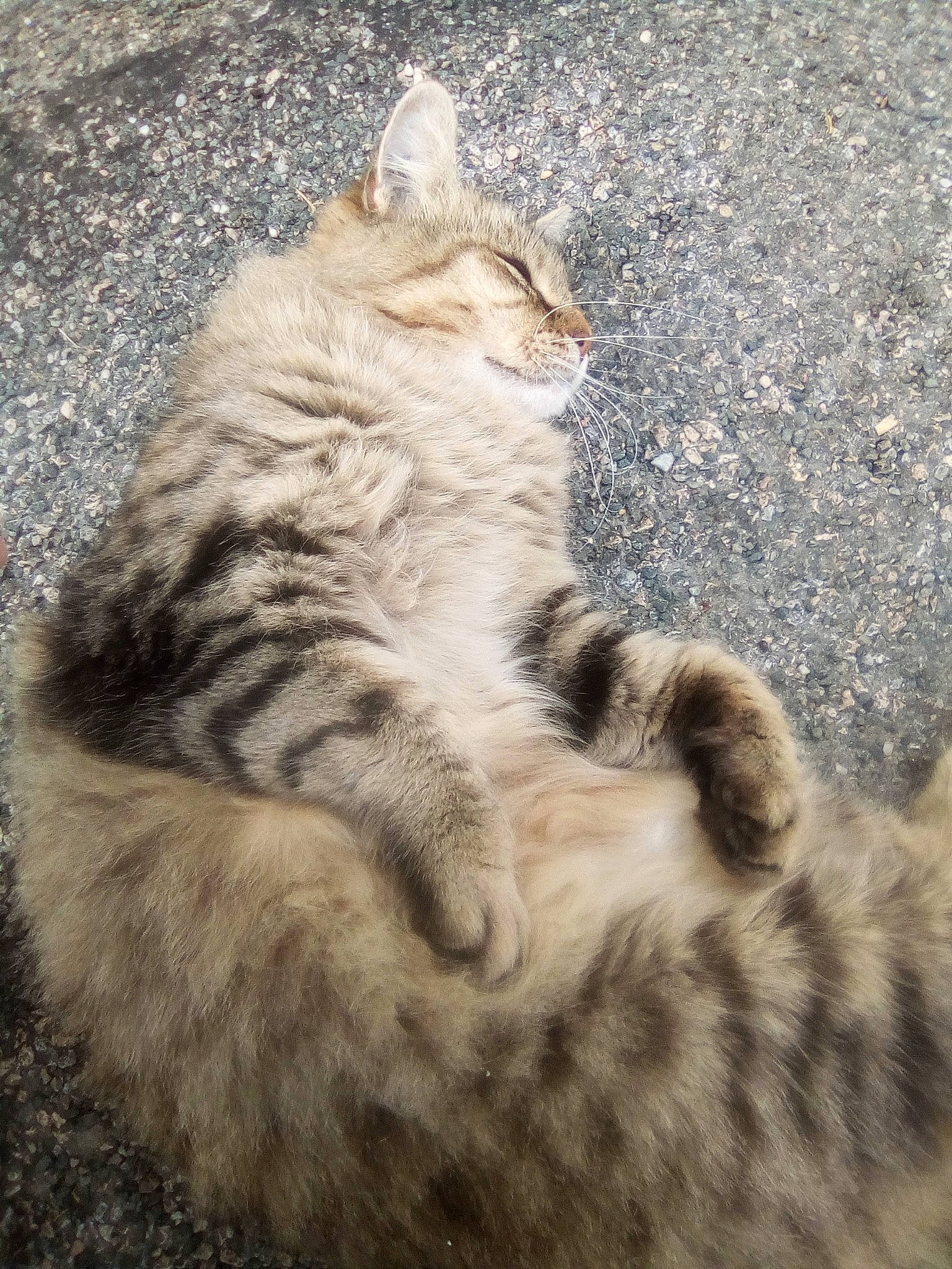 Poilu a rejoint le concours — aidez-le/la à gagner de superbes lots ! american_bobtail, asian, carnivore, cat, domestic_long_haired_cat, domestic_short_haired_cat, dragon_li, egyptian_mau, european_shorthair, felidae, fur, kurilian_bobtail, mammal, sky, small_to_medium_sized_cats, tabby_cat, tail, whiskers, wild_cat, wildlife