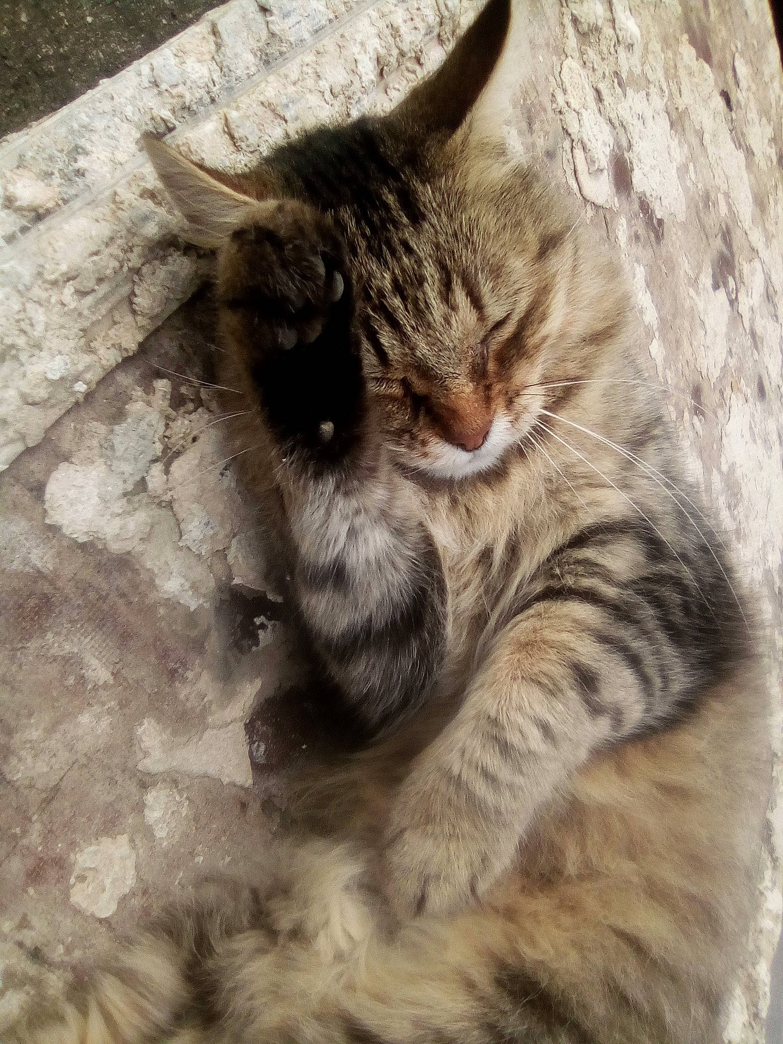 Poilu participe au concours pour gagner de l'argent avec cette photo : asian, carnivore, cat, domestic_short_haired_cat, dragon_li, ear, european_shorthair, eye, felidae, fur, kitten, norwegian_forest_cat, nose, sky, small_to_medium_sized_cats, snout, tabby_cat, tree, whiskers, wild_cat