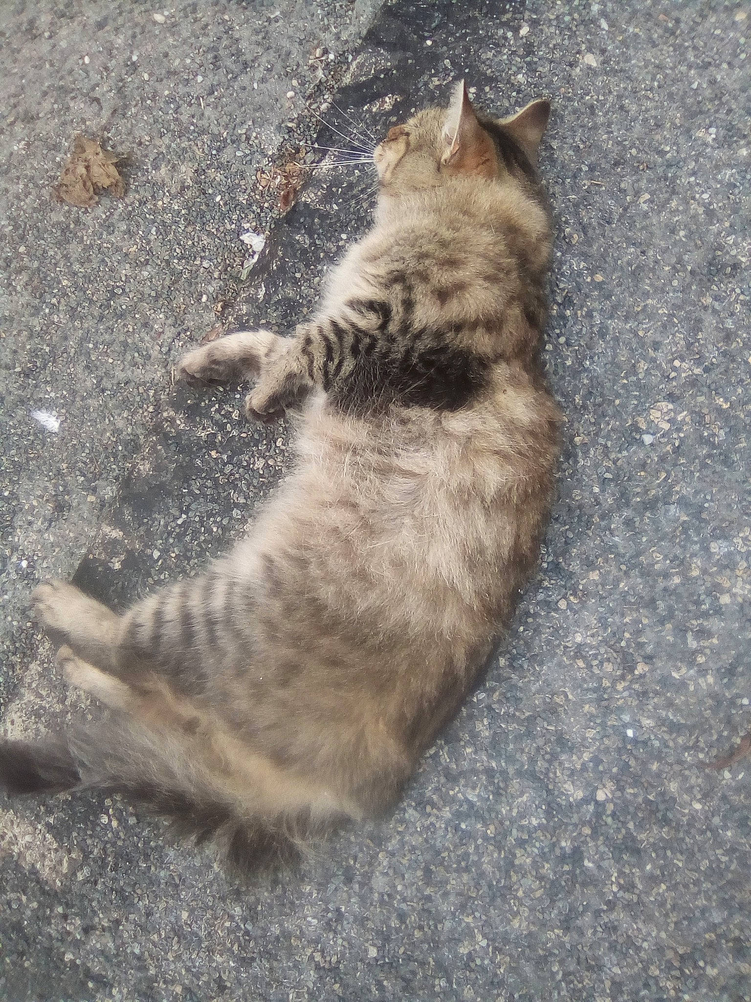 Poilu participe au concours pour gagner de l'argent avec cette photo : aegean_cat, asian, bengal, carnivore, cat, domestic_short_haired_cat, dragon_li, egyptian_mau, european_shorthair, fawn, felidae, fur, kitten, paw, sand, small_to_medium_sized_cats, tabby_cat, tail, whiskers, wild_cat