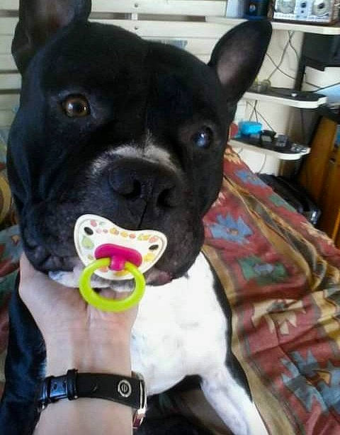 Star a rejoint le concours — aidez-le/la à gagner de superbes lots ! american_pit_bull_terrier, american_staffordshire_terrier, boston_terrier, canidae, carnivore, collar, companion_dog, dog, dog_breed, dog_collar, ear, french_bulldog, mammal, non_sporting_group, pit_bull, rare_breed_dog, snout, sporting_group, staffordshire_bull_terrier, vertebrate