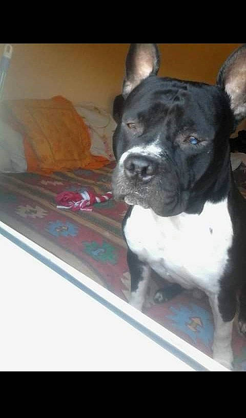 Star participe au concours pour gagner de l'argent avec cette photo : american_pit_bull_terrier, american_staffordshire_terrier, canidae, carnivore, companion_dog, dog, dog_breed, fawn, mammal, molosser, non_sporting_group, pit_bull, puppy, rare_breed_dog, snout, sporting_group, staffordshire_bull_terrier, vertebrate