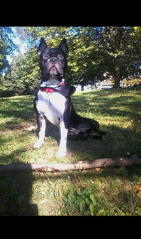 Star a rejoint le concours — aidez-le/la à gagner de superbes lots ! american_pit_bull_terrier, american_staffordshire_terrier, boston_terrier, canidae, carnivore, companion_dog, dog, dog_breed, dog_collar, french_bulldog, grass, mammal, non_sporting_group, plant, snout, sporting_group, staffordshire_bull_terrier, tail, tree, vertebrate