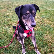 Tango participe au concours pour gagner de l'argent avec cette photo : dog, canine, pet, animal, grass, outdoor, leash, harness, black, brown, tongue_out, sitting, field, nature, mammal, happy, playful, walking, park, daytime