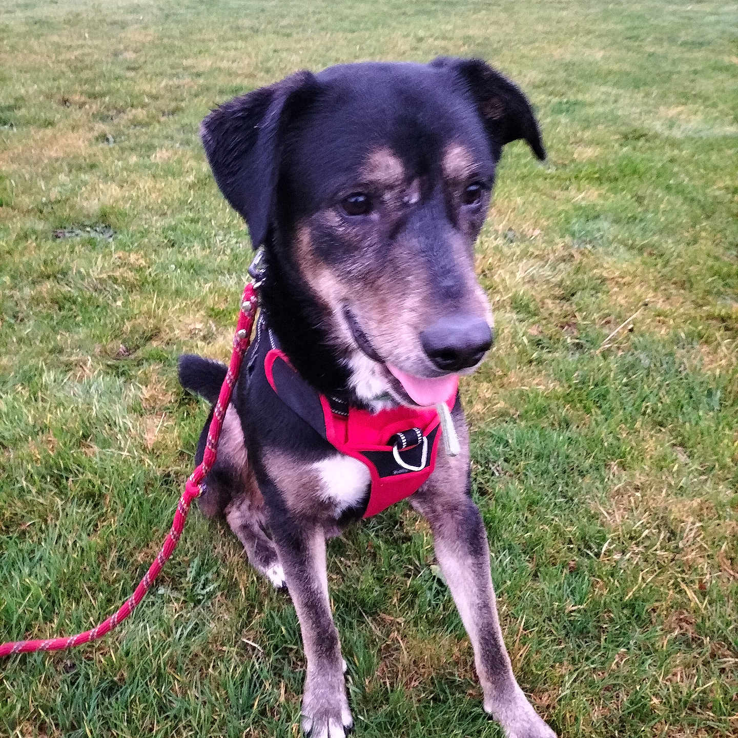 Tango participe au concours pour gagner de l'argent avec cette photo : animal, black, brown, canine, daytime, dog, field, grass, happy, harness, leash, mammal, nature, outdoor, park, pet, playful, sitting, tongue_out, walking