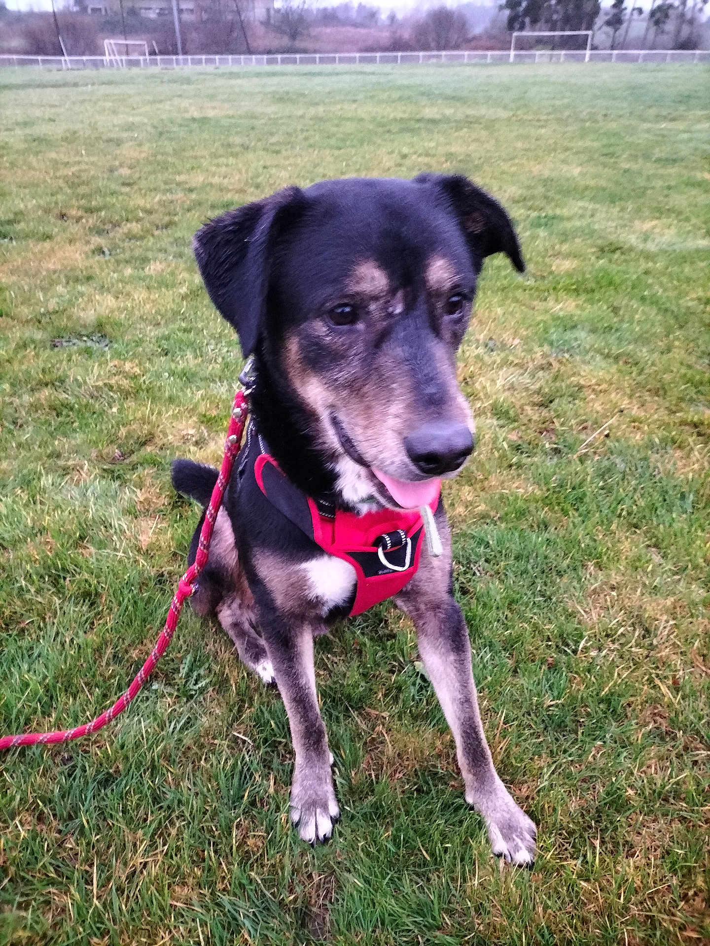 Tango participe au concours pour gagner de l'argent avec cette photo : dog, canine, pet, animal, grass, outdoor, leash, harness, black, brown, tongue_out, sitting, field, nature, mammal, happy, playful, walking, park, daytime