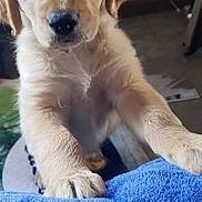 Biscuit is registered to the contest to win money with this photo: animal, background, blanket, closeup, curious, cute, dog, ears, expression, floor, fur, golden_retriever, indoor, mammal, nose, paw, pet, playing, puppy, young