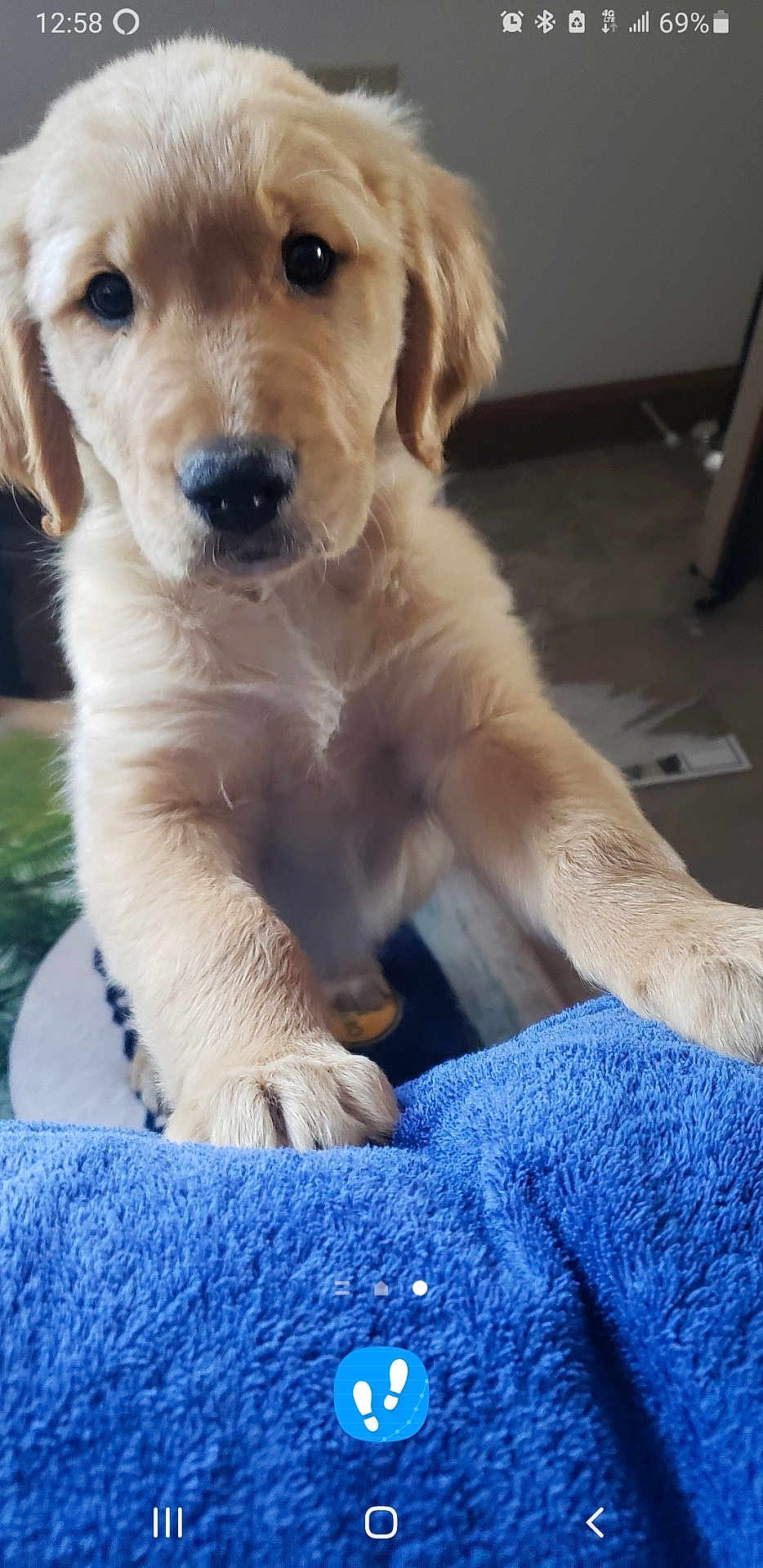 Biscuit