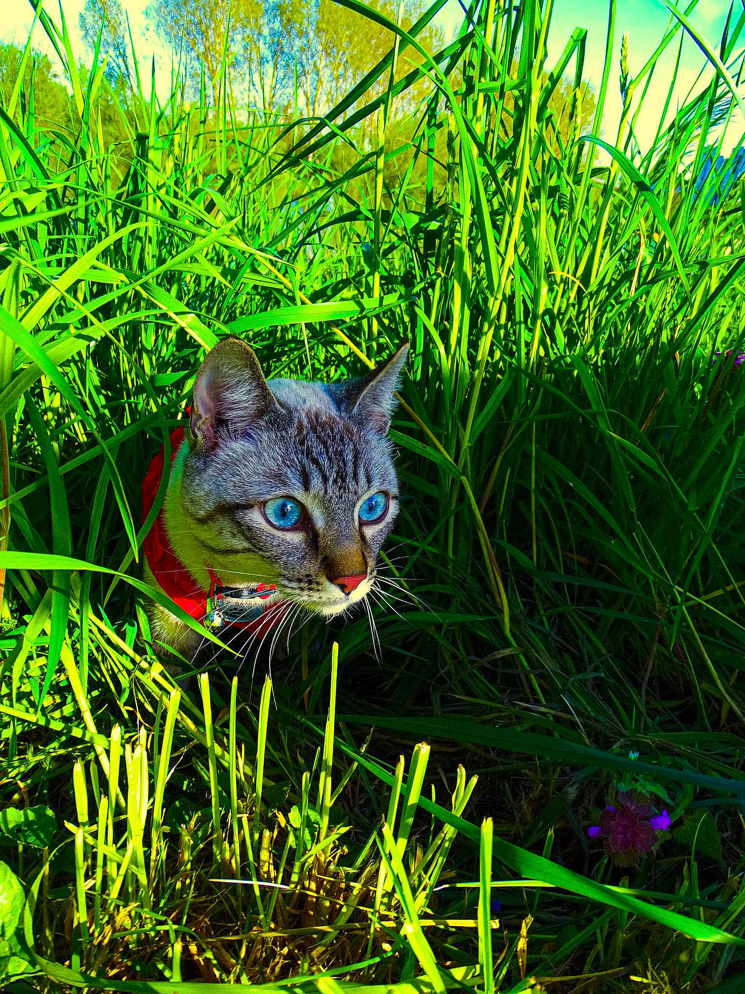 Azur participe au concours pour gagner de l'argent avec cette photo : carnivore, cat, domestic_short_haired_cat, electric_blue, fawn, felidae, flowering_plant, fur, grass, grass_family, grassland, groundcover, natural_landscape, people_in_nature, plant, small_to_medium_sized_cats, snout, terrestrial_animal, terrestrial_plant, whiskers