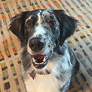 Vinny is registered to the contest to win money with this photo: dog, pet, animal, happy, smiling, indoor, carpet, patterned_rug, fur, ears, collar, mouth_open, brown_eyes, domestic_animal, friend, cute, companion, canine, portrait, looking_up