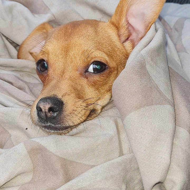 Willow is registered to the contest to win money with this photo: animal, blanket, canine, car, car_interior, carseat, chihuahua, cushion, dog, homedecor, hound, linen, person, pet, puppy, quilt, sleeping, towel, transportation, vehicle