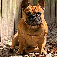 Mingo joined the competition — help win amazing prizes! dog, french_bulldog, pet, animal, outdoor, sunlight, fence, dirt, leaves, brown, portrait, sitting, canine, ears, snout, paw, shadow, nature, fur, expression