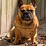 dog, french_bulldog, pet, animal, outdoor, sunlight, fence, dirt, leaves, brown, portrait, sitting, canine, ears, snout, paw, shadow, nature, fur, expression